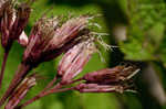 Coastal plain joe pye weed